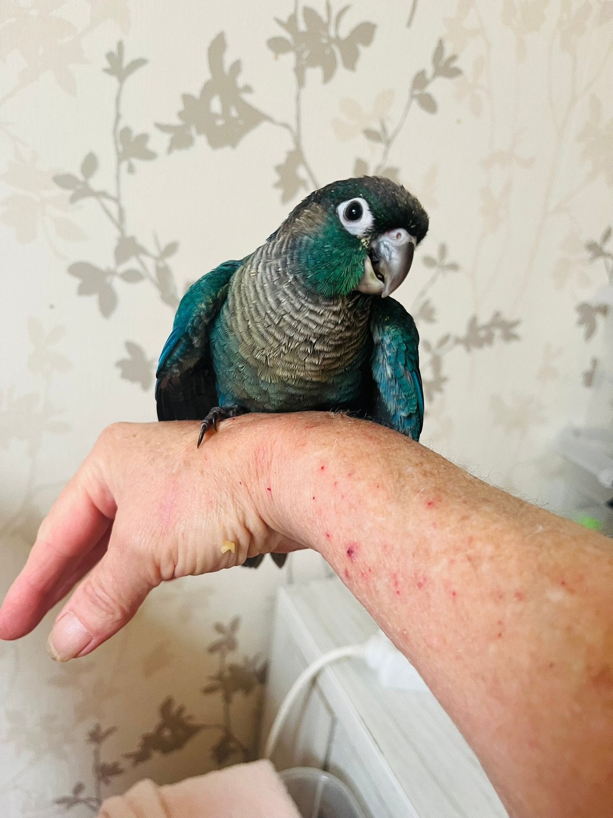Conure pyrrhura turkoise violine eam, Animaux & Accessoires, Mâle