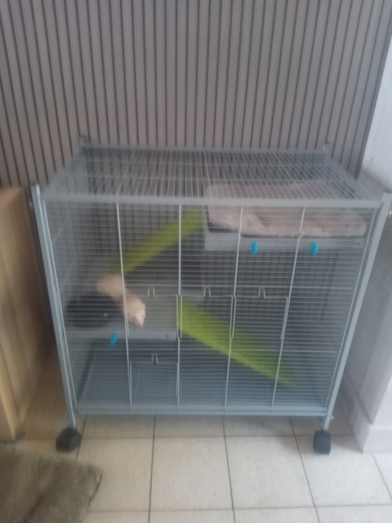 Fretje met kooi, Fret, Juni, Vrouwelijk, Tam