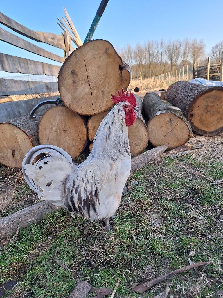 Tamme haan brabants hoen, Dieren en Toebehoren, Mannelijk, Kip