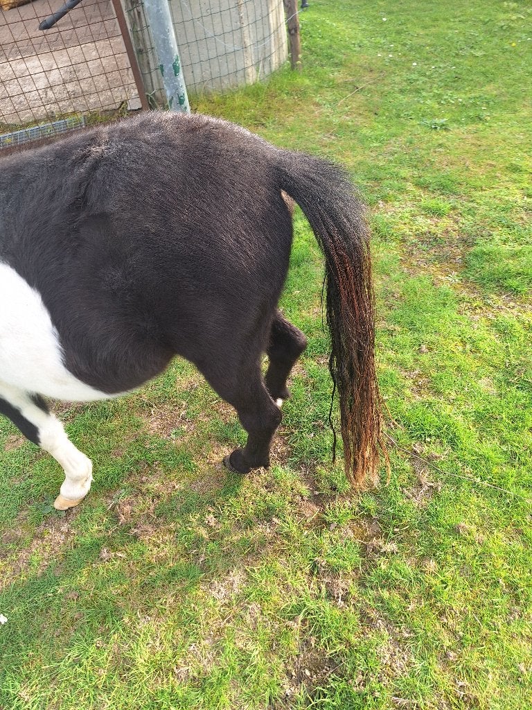 mini paardje, Hengst, Gechipt