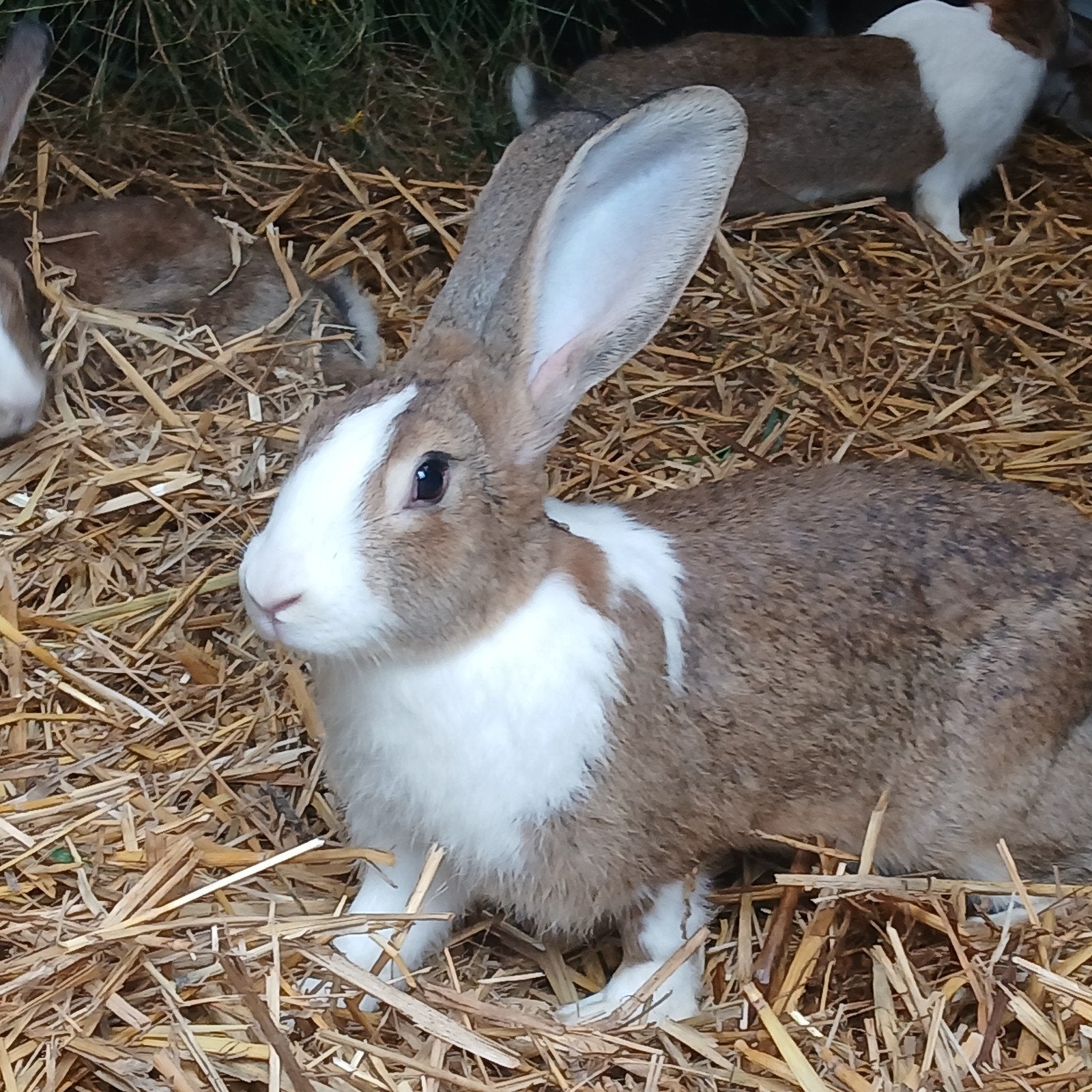 10 konijnen, Dieren en Toebehoren