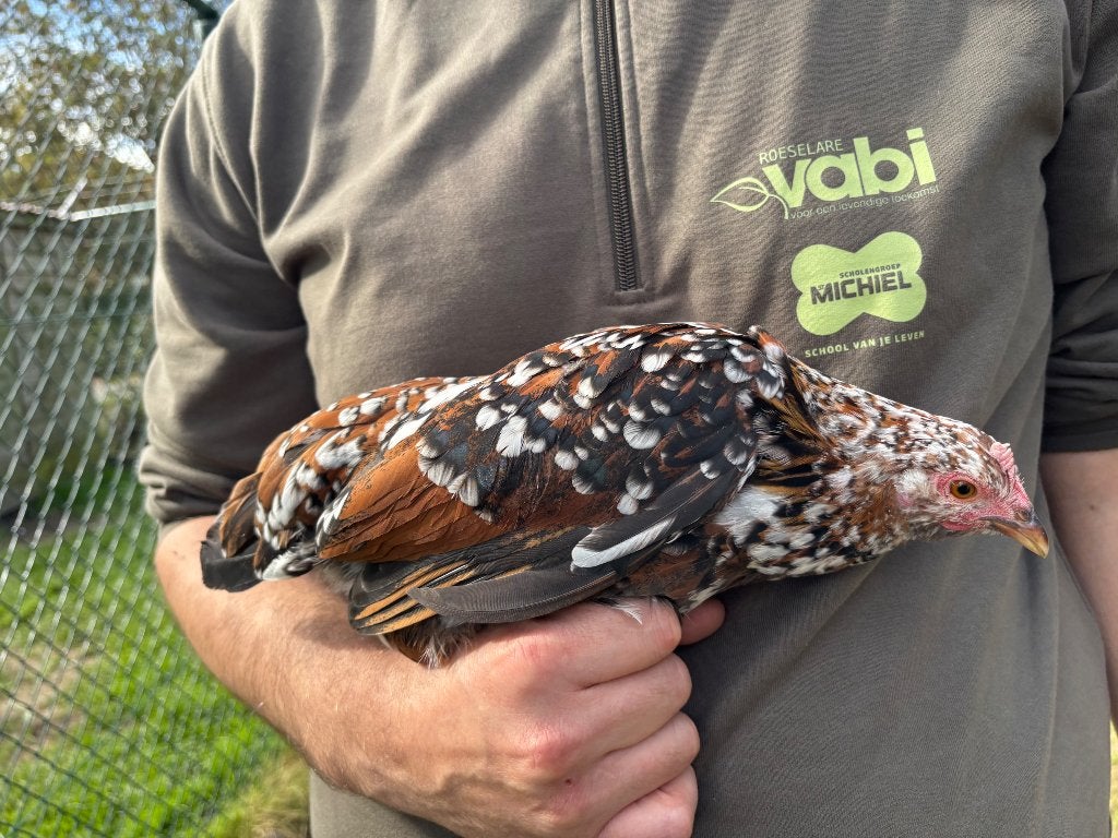 Hennen doornikse kriel, Dieren en Toebehoren, Vrouwelijk, Kip