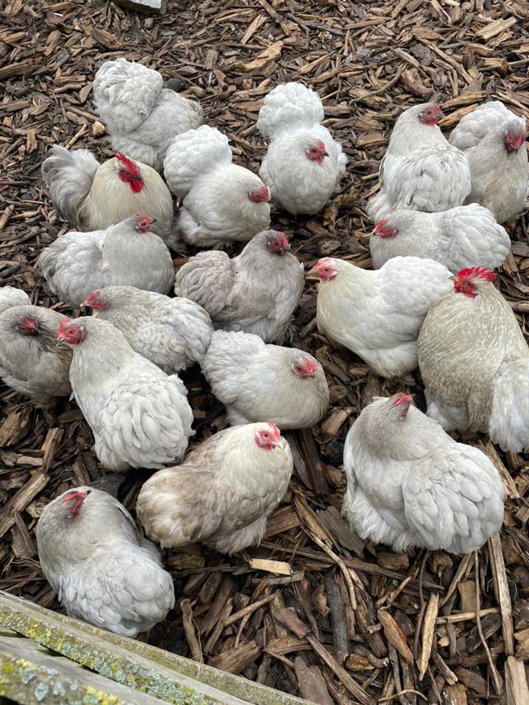 Broedeieren cochin kriel, Dieren en Toebehoren