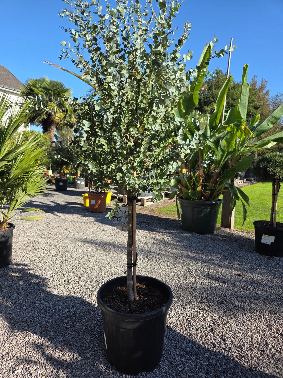 Eucalyptus Gunni, Tuin en Terras, Ophalen