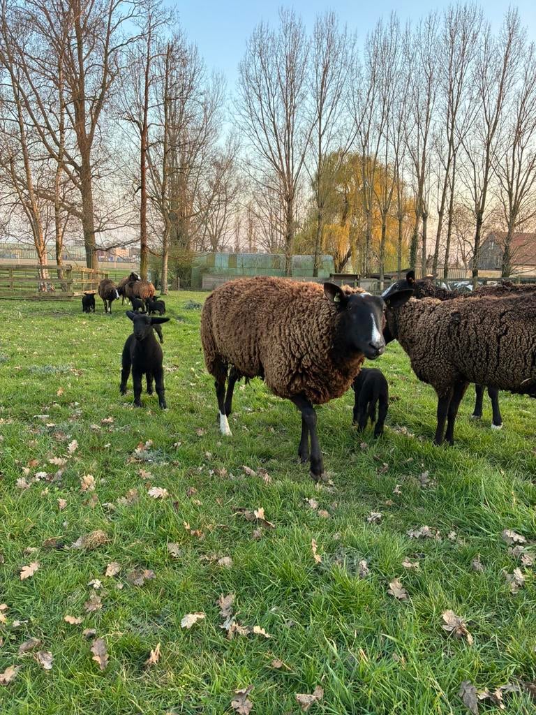 Zwartbles ooien met lammeren