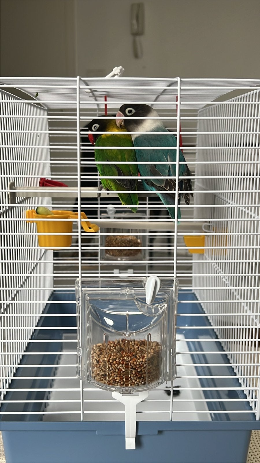 KOoi met twee vogels tortelduifjes in leuven, Ophalen, Zo goed als nieuw