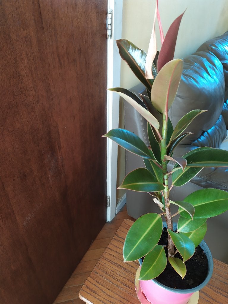 Ficus Elastica (Rubber), Ophalen, Ficus, Halfschaduw, Minder dan 100 cm