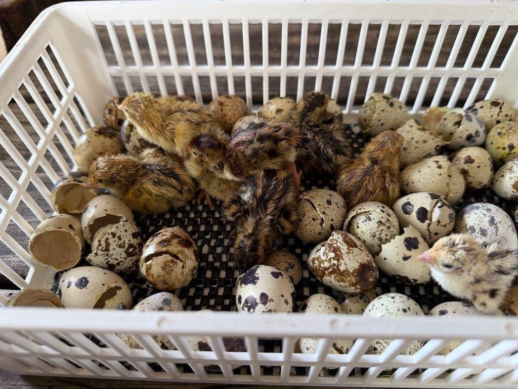 Jonge kwartels, Animaux & Accessoires