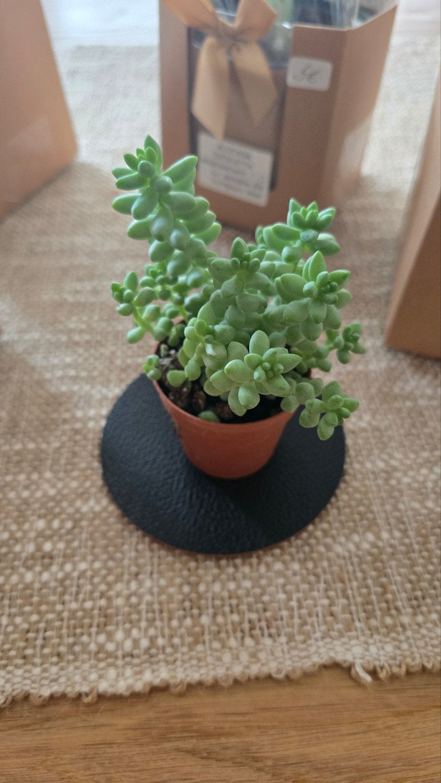 SEDUM BURRITUM, Enlèvement