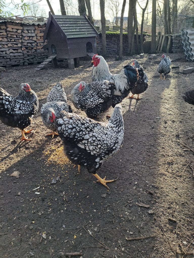 Broedeieren zilver zwart groothoender, Dieren en Toebehoren, Pluimvee, Meerdere dieren, Kip