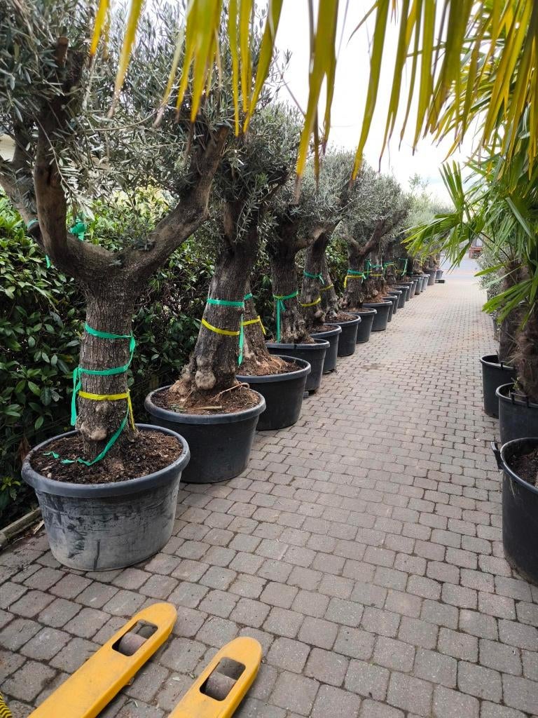 Olijfbomen te koop 100 jaar oud, Halfschaduw, Lente, 100 tot 250 cm, Olijfboom