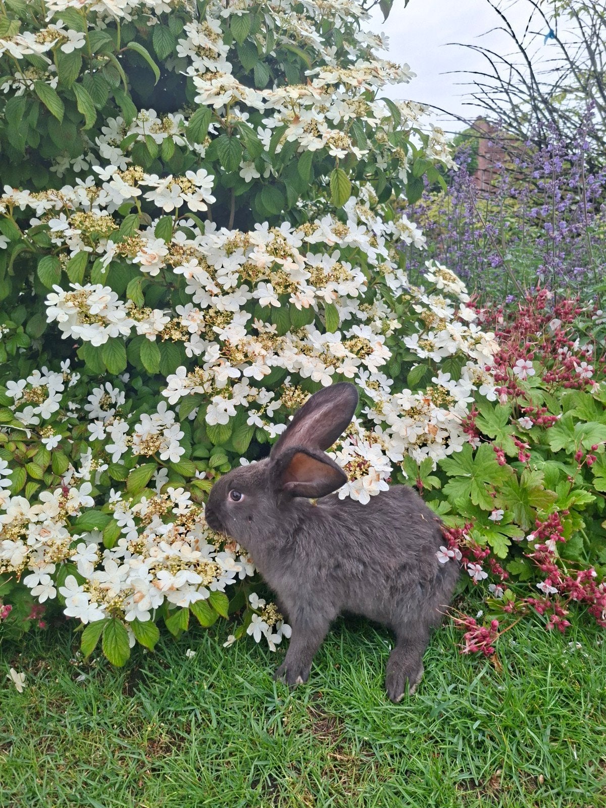 Duitse reus voedster, Dieren en Toebehoren, Konijnen, Vrouwelijk, Groot, 0 tot 2 jaar