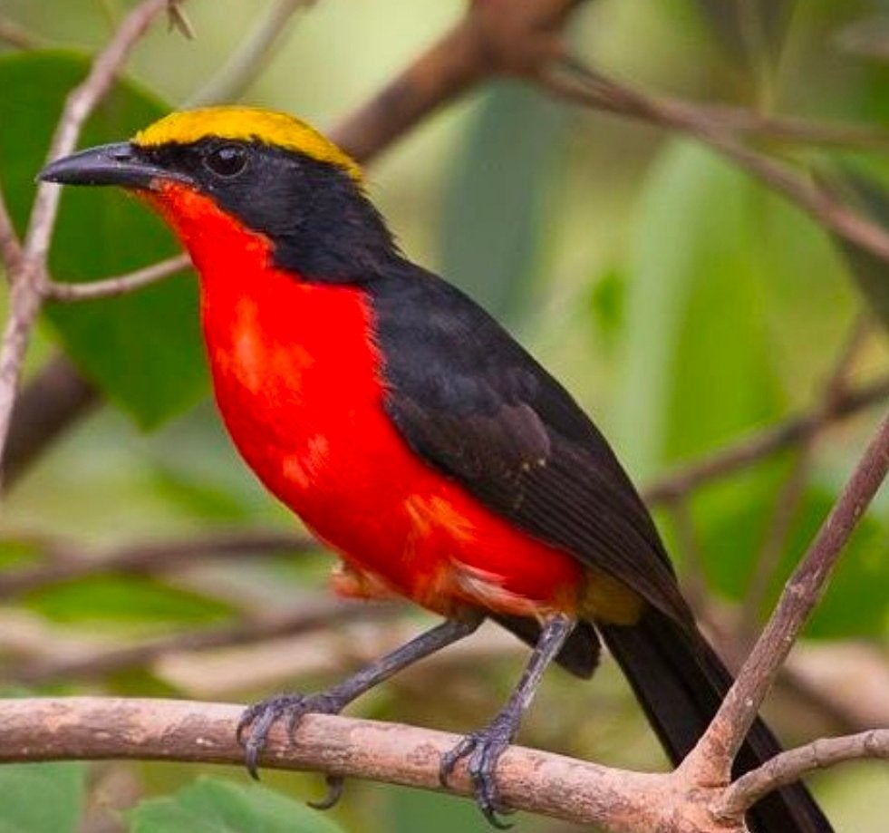 1-0 Goudkapfiscaal, Mâle, Oiseau tropical