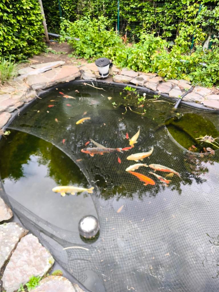 Grote koi's, Tuin en Terras, Ophalen