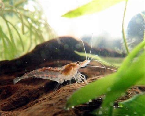 URGENT lot 60 crevettes neocardina transparentes et grises, Homard, Crabe ou Crevette, Poisson d'eau douce