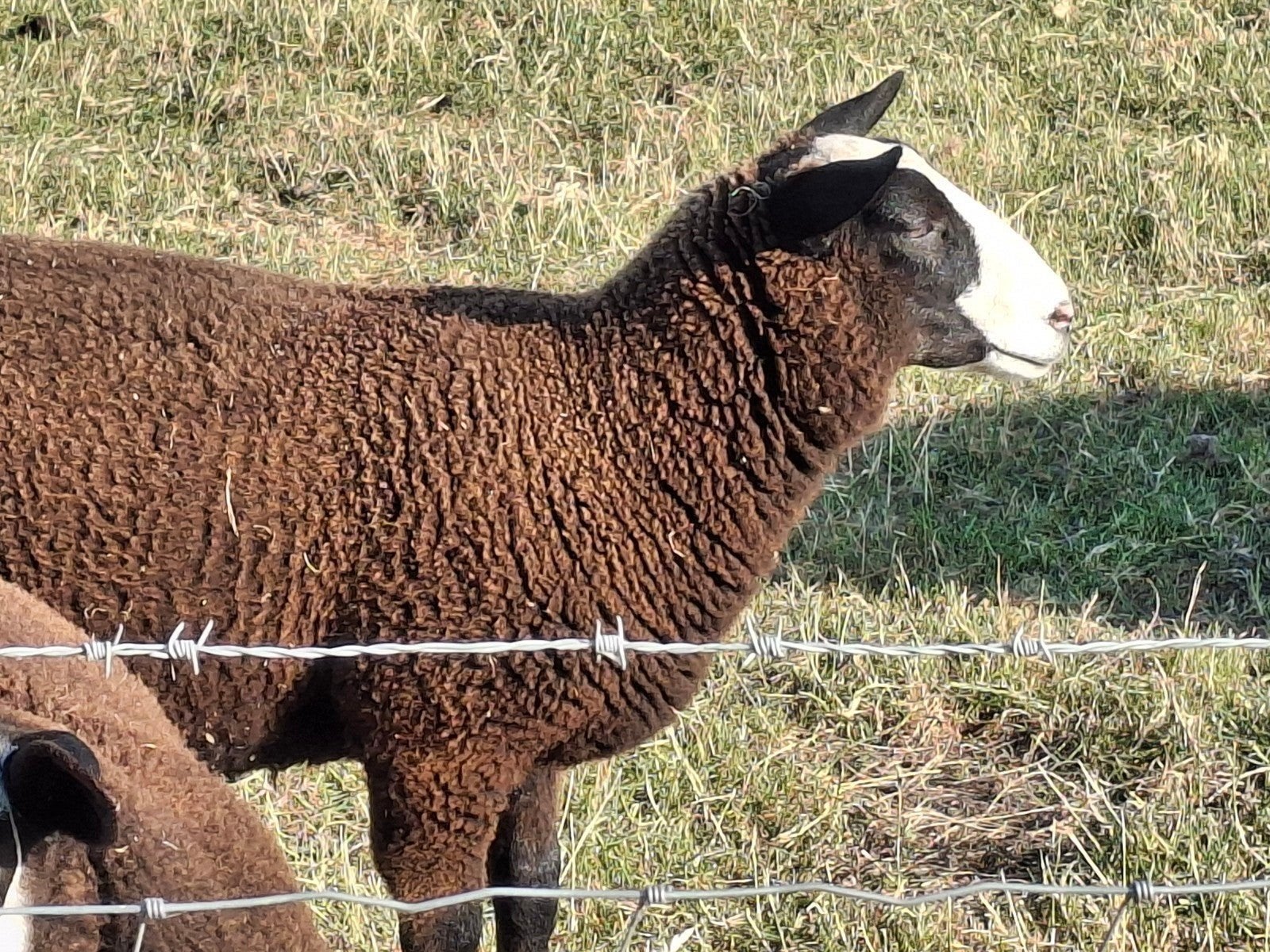 Drie zwartbleslammen per stuk, Vrouwelijk, Schaap, 0 tot 2 jaar