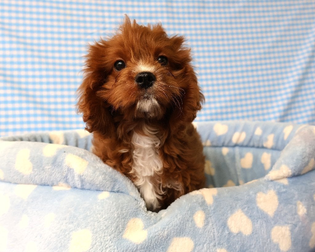 Des chiots Cavapoo super sympas !, Animaux & Accessoires, Chiens | Sans pedigree, 15 semaines à 1 an, Étranger, Chien (mâle), Éleveur | Professionnel