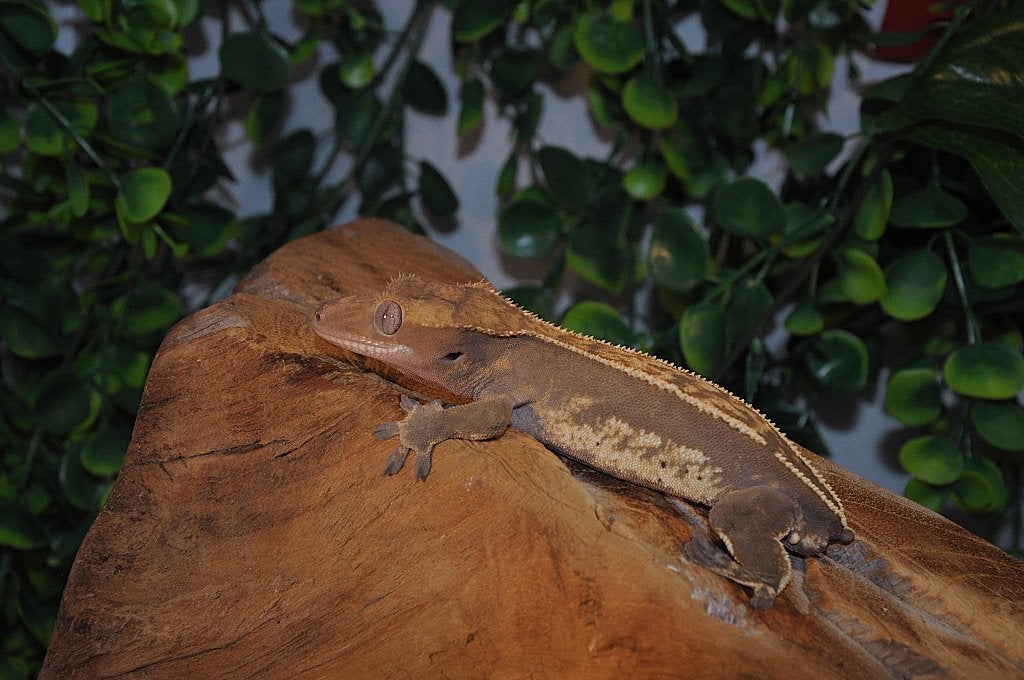 Wimpergekko 03, Animaux & Accessoires, Reptiles & Amphibiens, Autres espèces, 0 à 2 ans