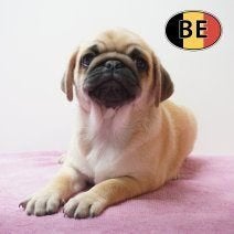 Mophond pups , schattige teefjes te koop (Belgisch), België, CDV (hondenziekte), 8 tot 15 weken, Teef
