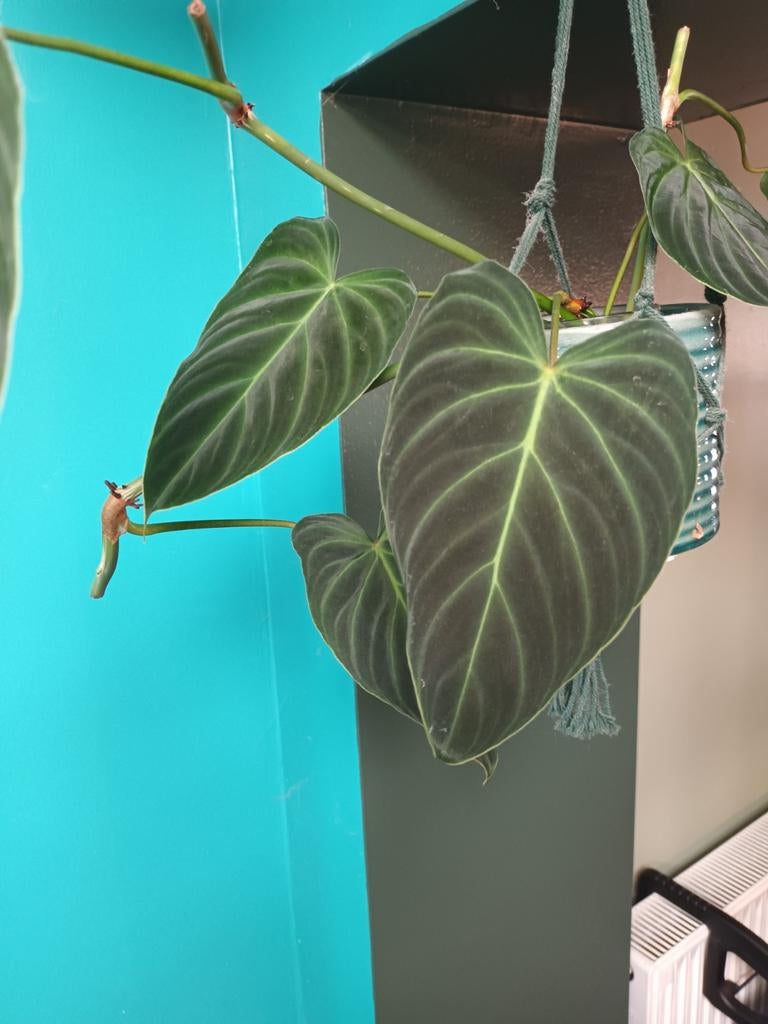 Philodendron splendid, Ophalen of Verzenden