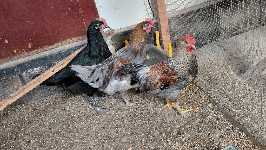 3 jonge hanen, Animaux & Accessoires, Volatiles, Mâle, Poule ou poulet