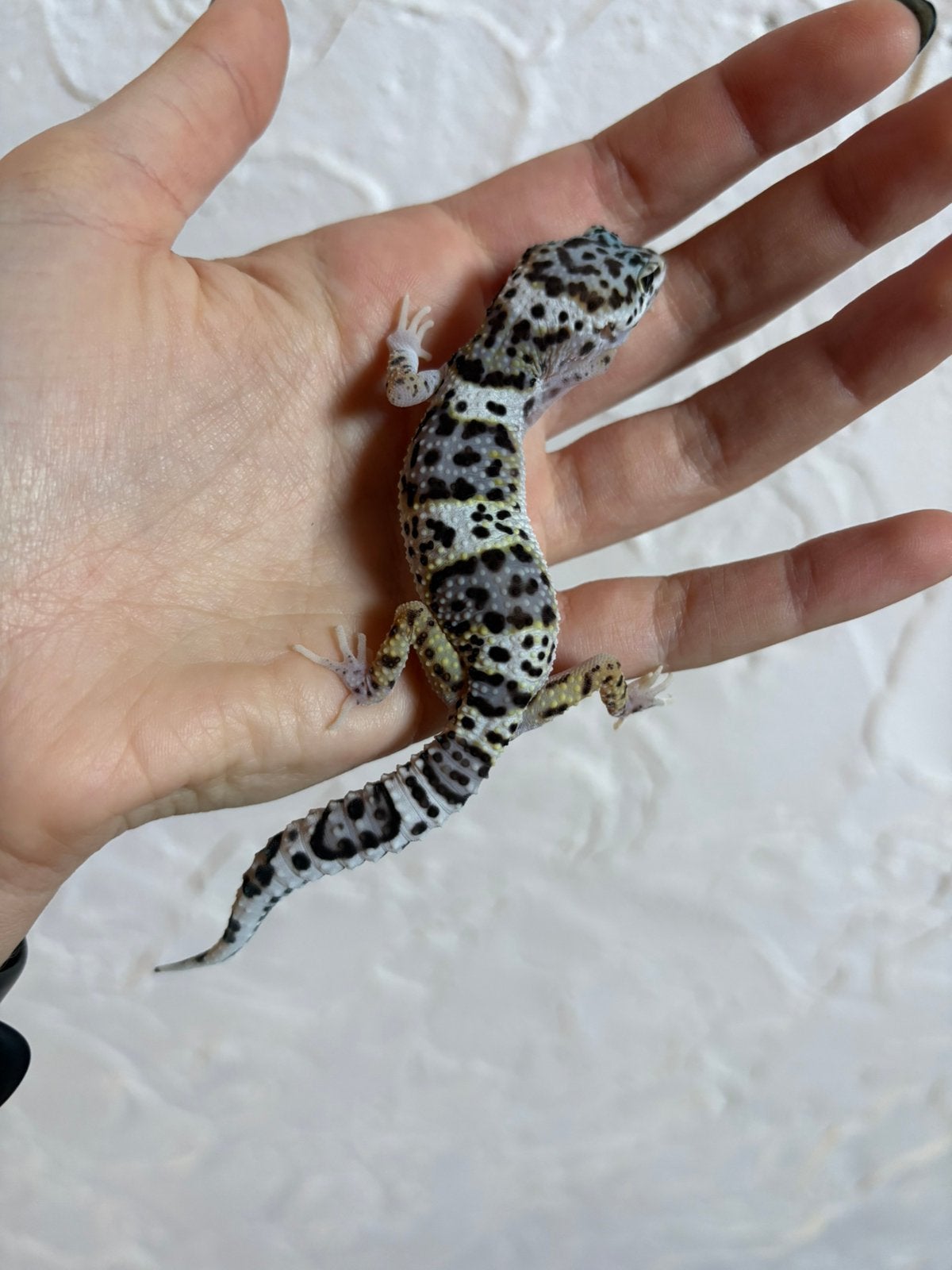 Mack snow luipaardgekko vrouw, Dieren en Toebehoren, Hagedis, Tam, 0 tot 2 jaar