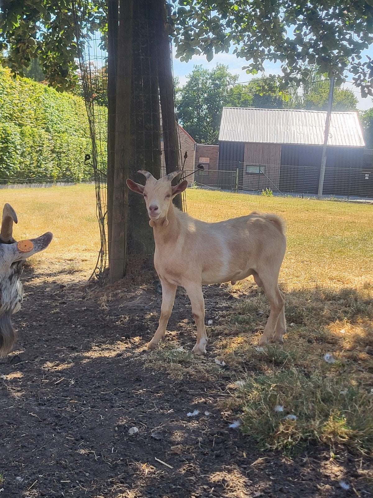 bokje dwerggeit, Dieren en Toebehoren, Schapen, Geiten en Varkens, Mannelijk, Geit, 0 tot 2 jaar