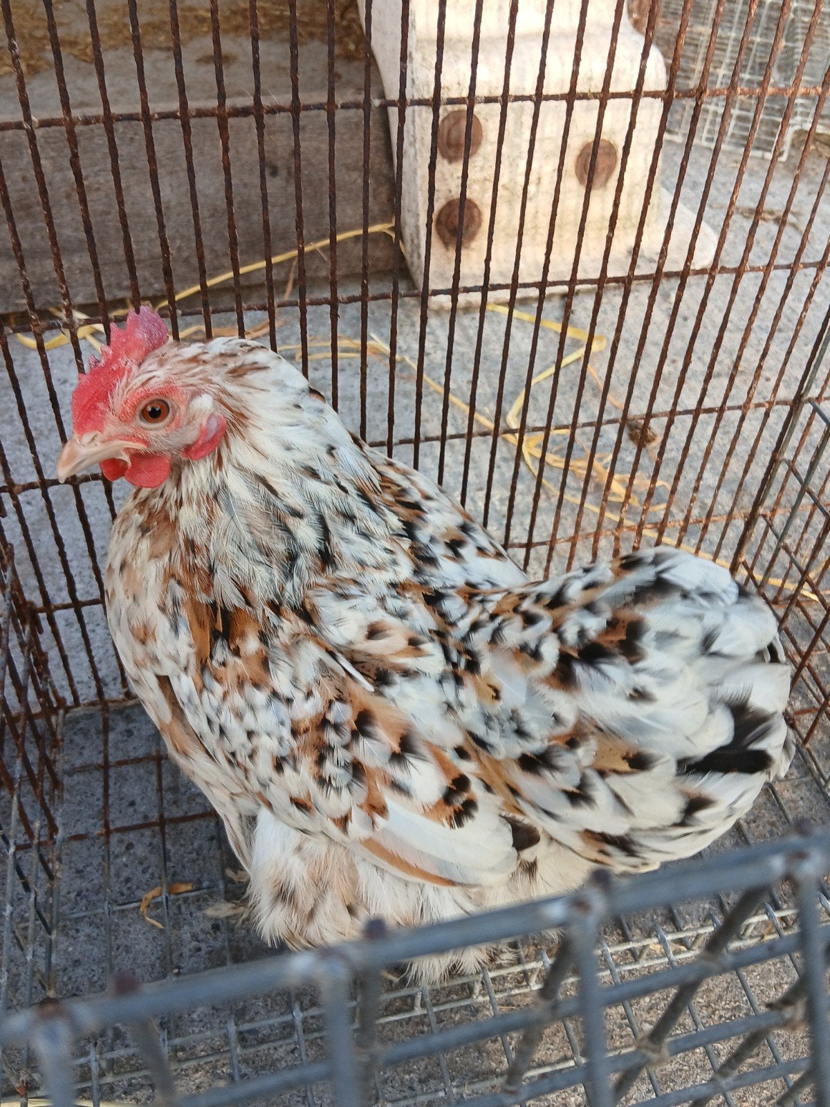 cochin kriel hennen, Dieren en Toebehoren, Mannelijk, Kip