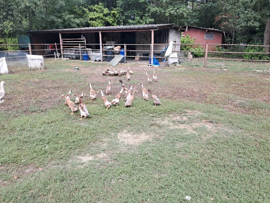 Indische loopeenden, Meerdere dieren, Eend