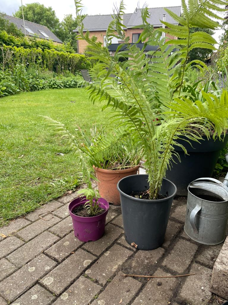 Varens te koop, Tuin en Terras, Ophalen, Vaste plant, Varens