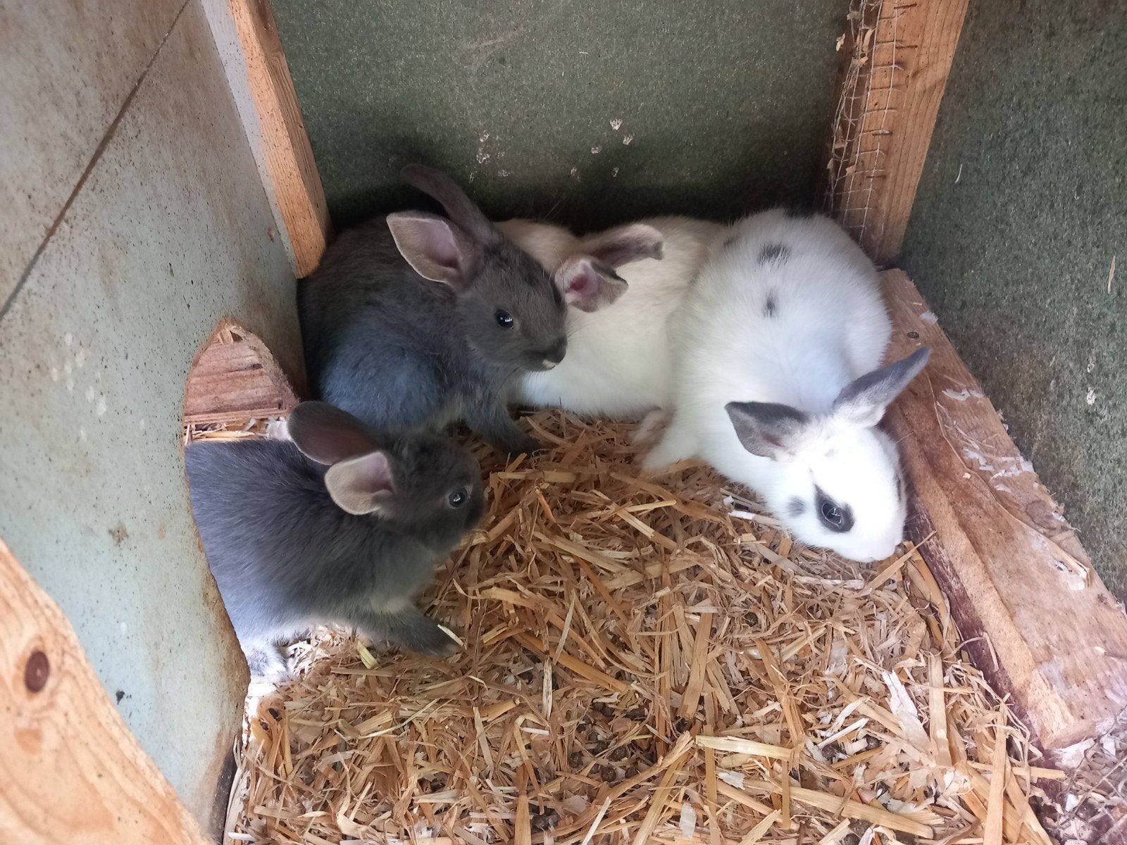 Dwergkonijntjes, Meerdere dieren, Dwerg