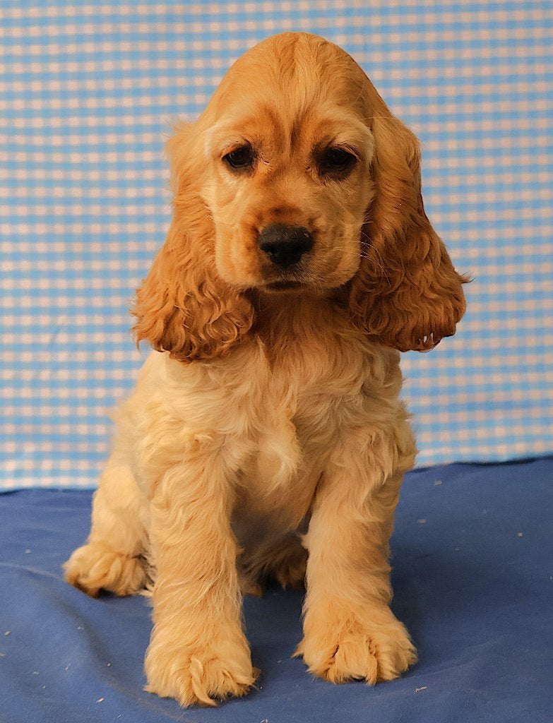 Super lieve Amerikaanse Cocker Spaniël pup!, Dieren en Toebehoren, 15 weken tot 1 jaar, Reu, Buitenland, CDV (hondenziekte)