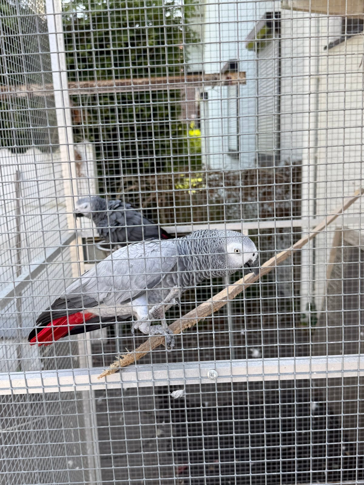 Koppel grijs roodstaart papagaaien te koop, Meerdere dieren, Papegaai, Pratend
