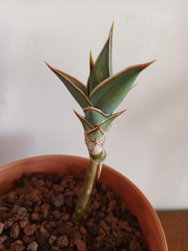 Sansevieria pinguicula, Plante succulente, En pot, Plein soleil, Moins de 100 cm