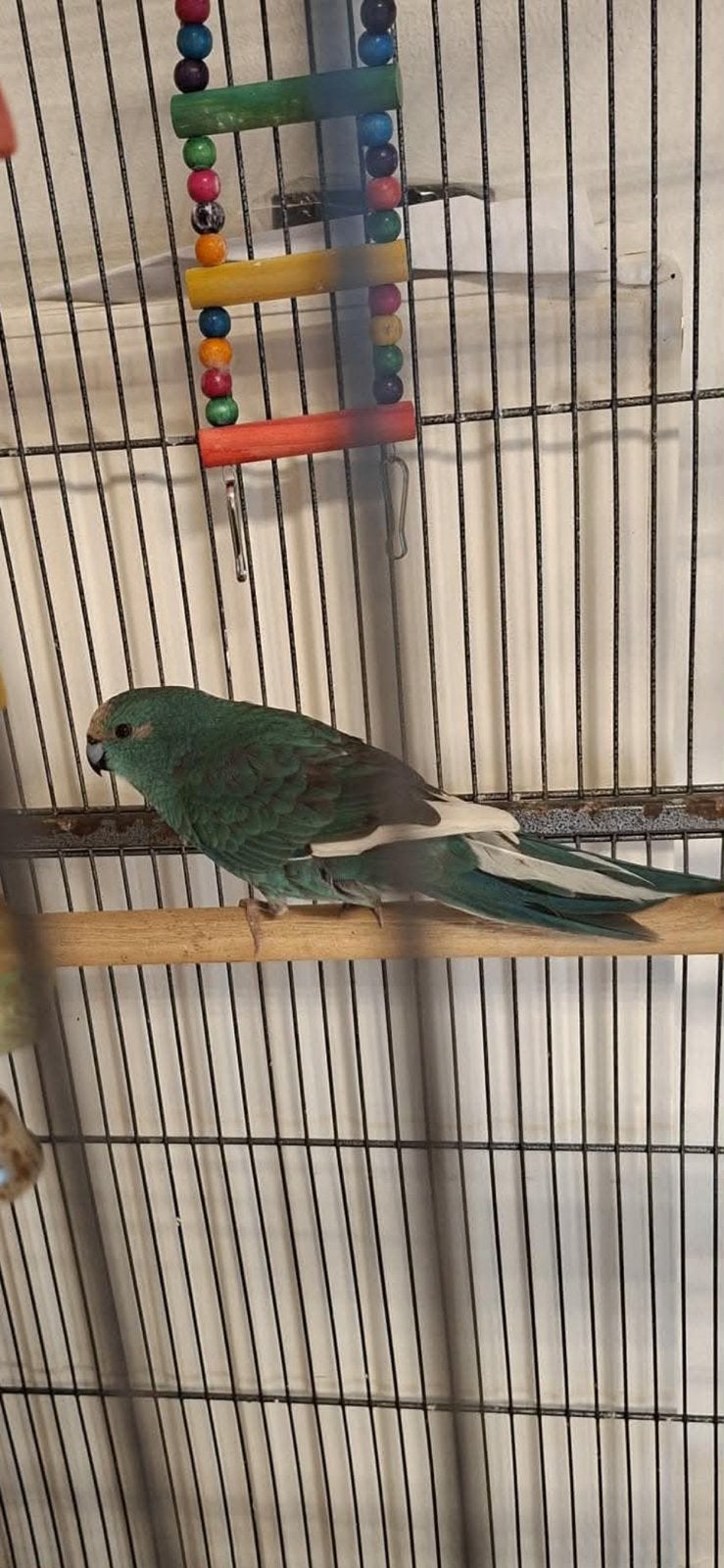 Kakariki