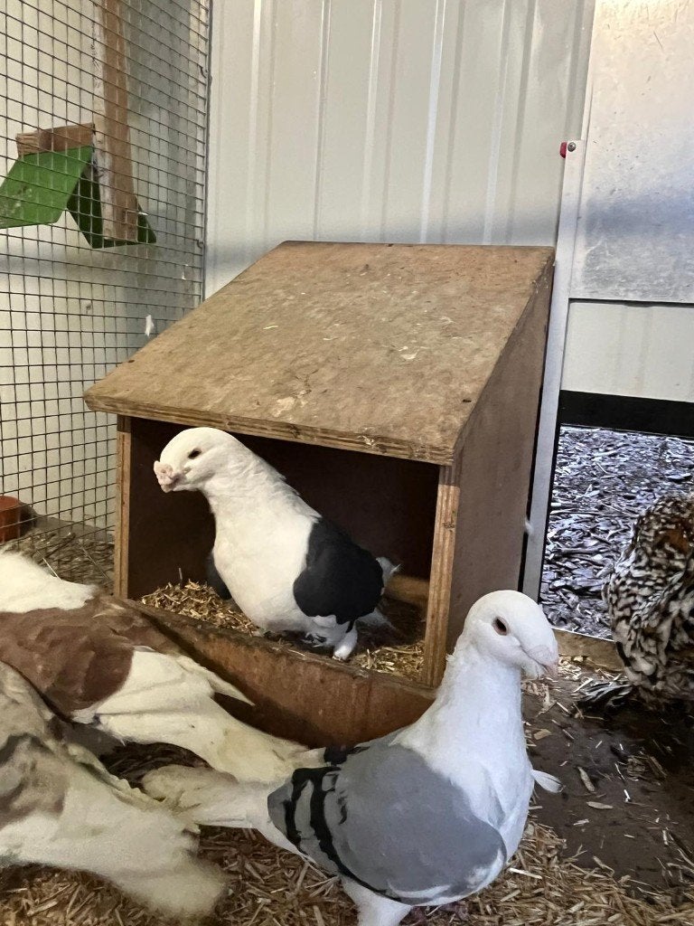Antwerpse smierels en carneau te koop, Meerdere dieren, Overige soorten