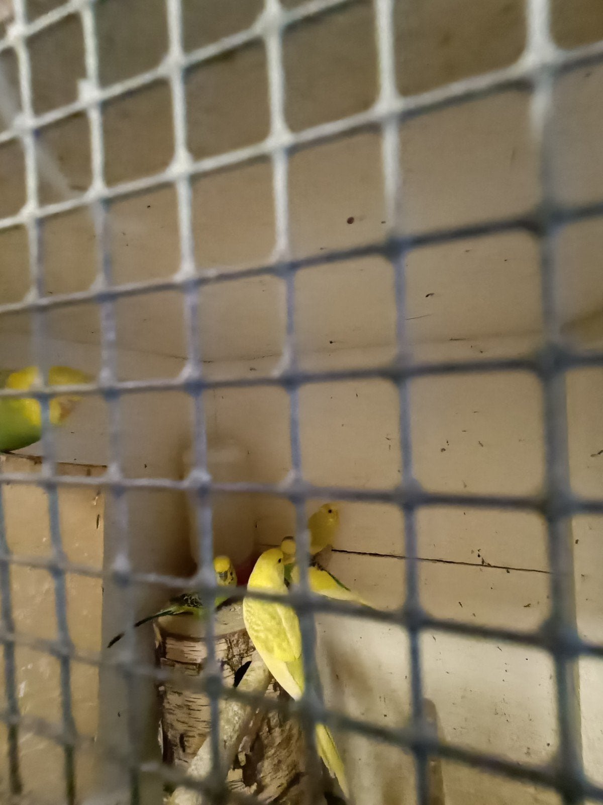 grasparkiet, Meerdere dieren, Parkiet