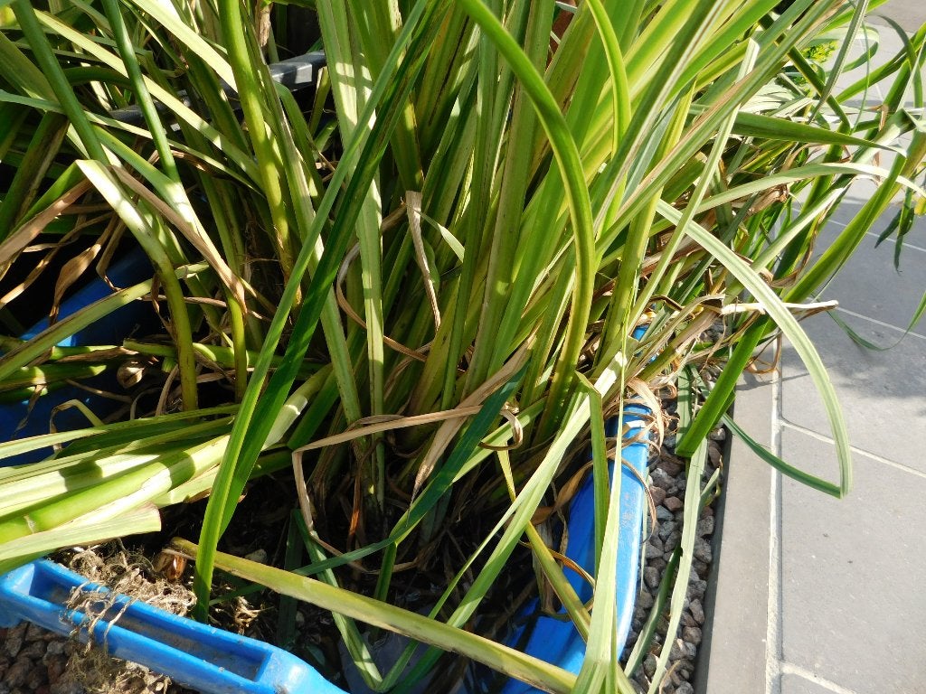 vijver planten, Tuin en Terras, Vijvers, Ophalen, Gebruikt