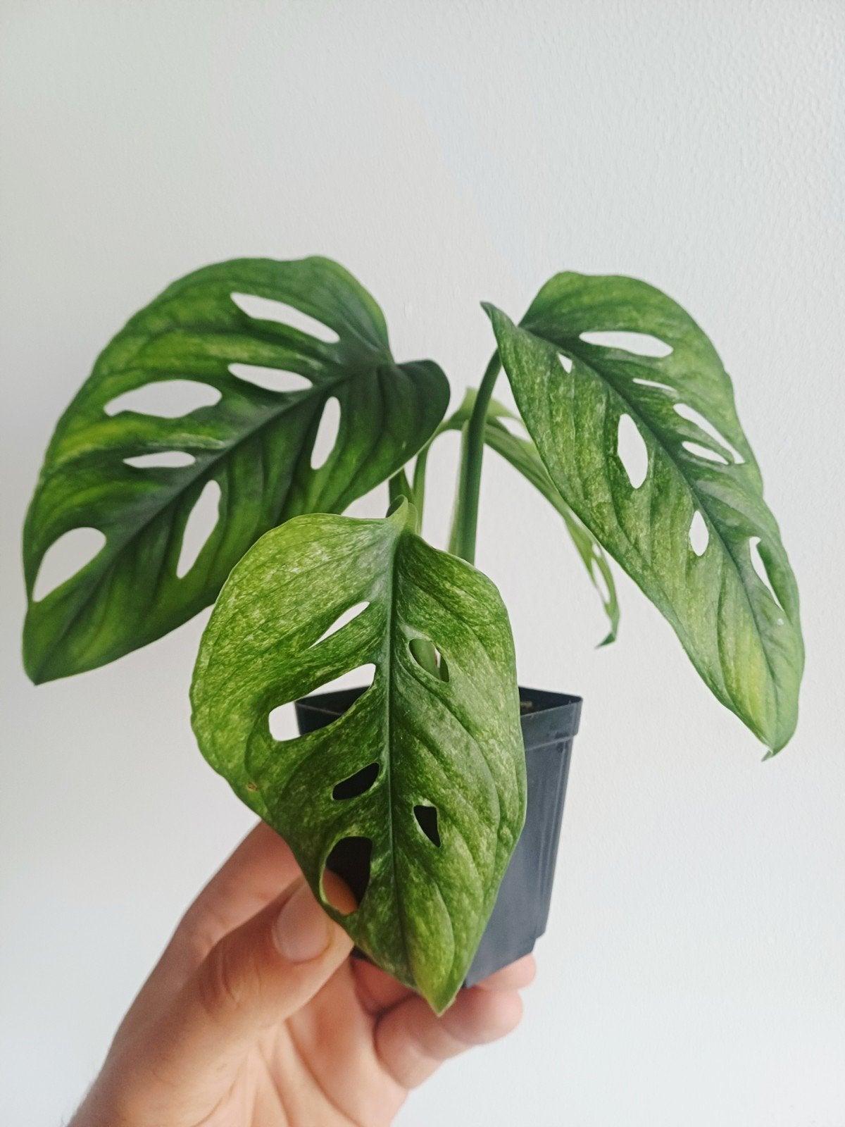Monstera Adansonii Mint, Maison & Meubles, Plantes d'intérieur, Autres espèces, Moins de 100 cm, Plante verte, Ombre partielle