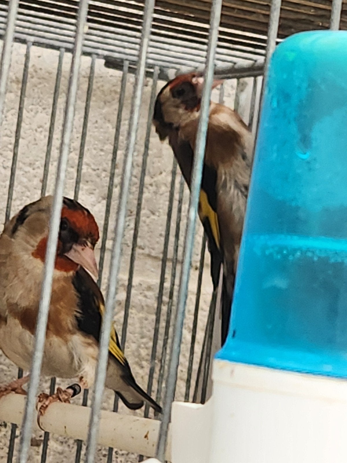 Chardonneret parva baguer 2.5, Animaux & Accessoires