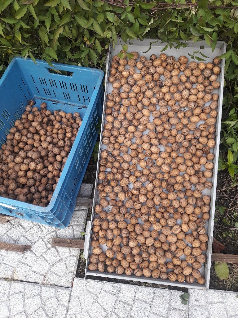 okkernoten, Ophalen