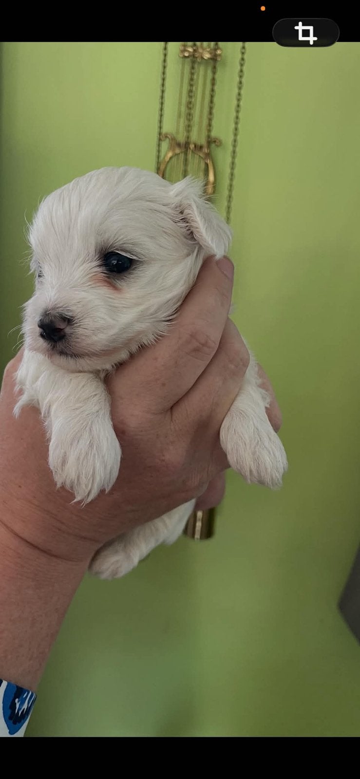 Saillie Bichon Maltais, Ophalen of Verzenden, Zo goed als nieuw