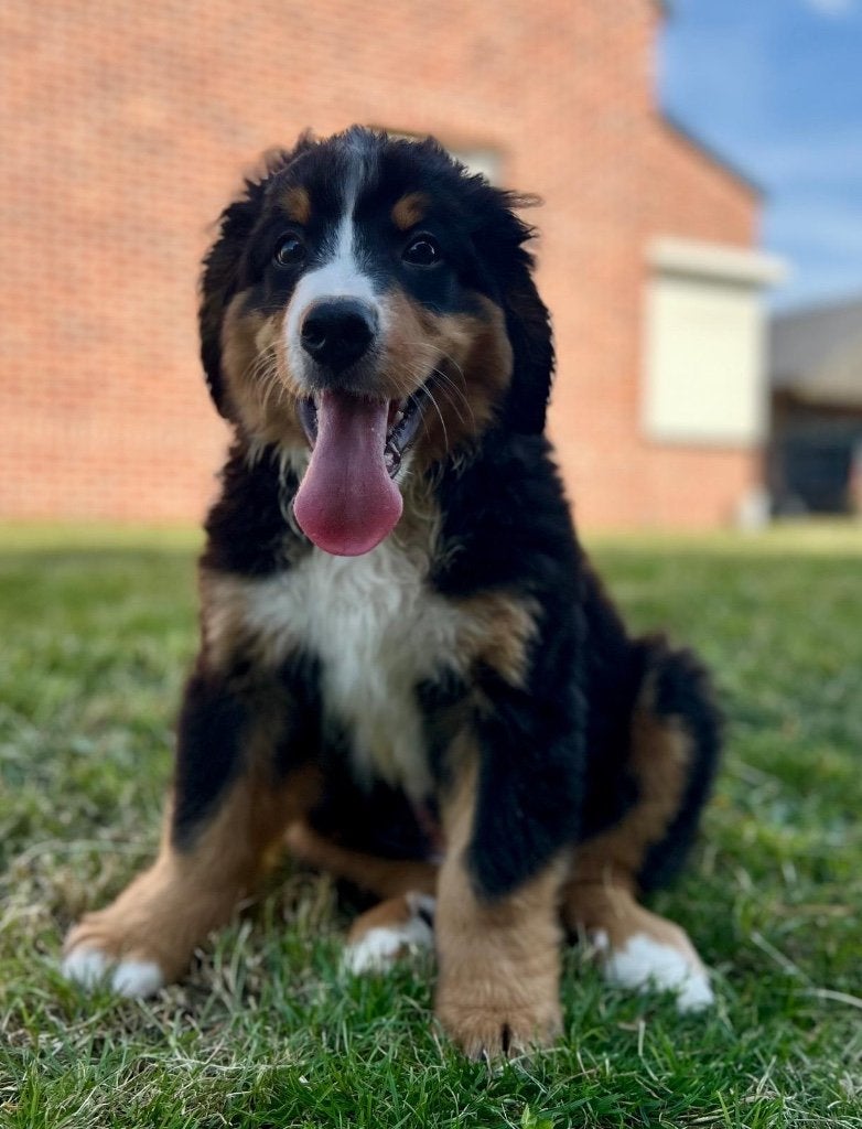 Leuke Berner Sennen pup, Parvo, België, Reu, 8 tot 15 weken