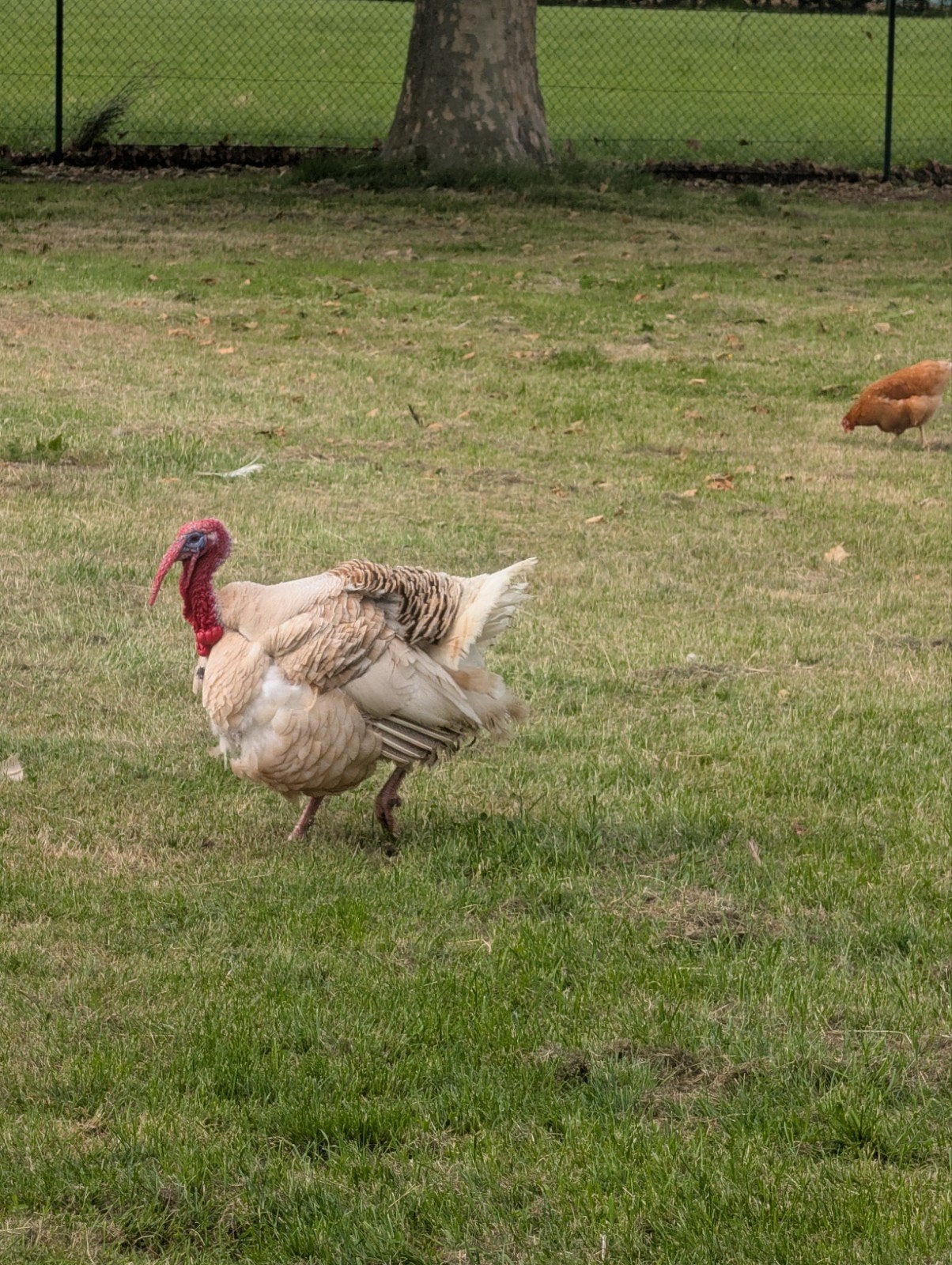 Kalkoenen haan te koop, Dieren en Toebehoren, Pluimvee