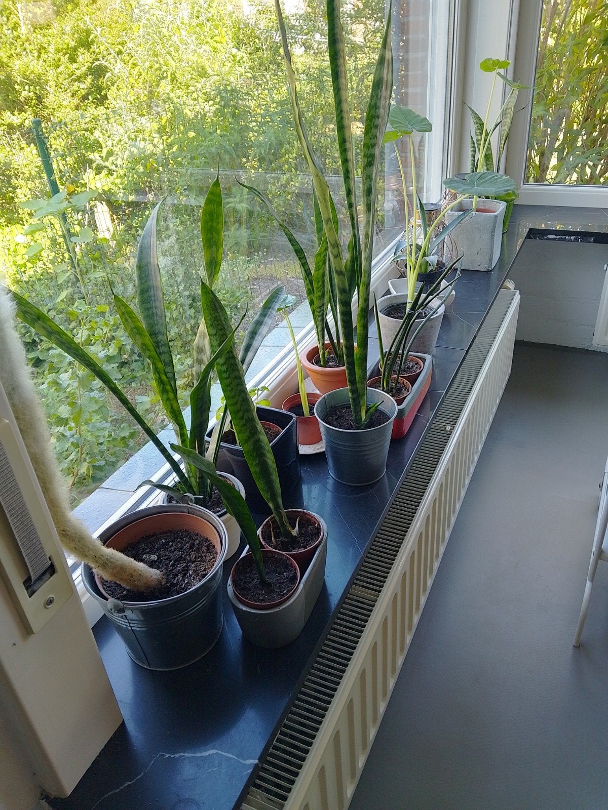 +25 kamerplanten, Ophalen, Cactus