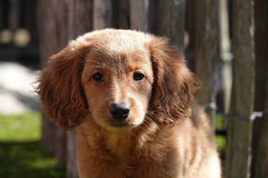 Magnifiques chiots Labradoodle (type labrador) avec pedigree, Animaux & Accessoires, Chiens | Retrievers, Épagneuls & Chiens d'eau