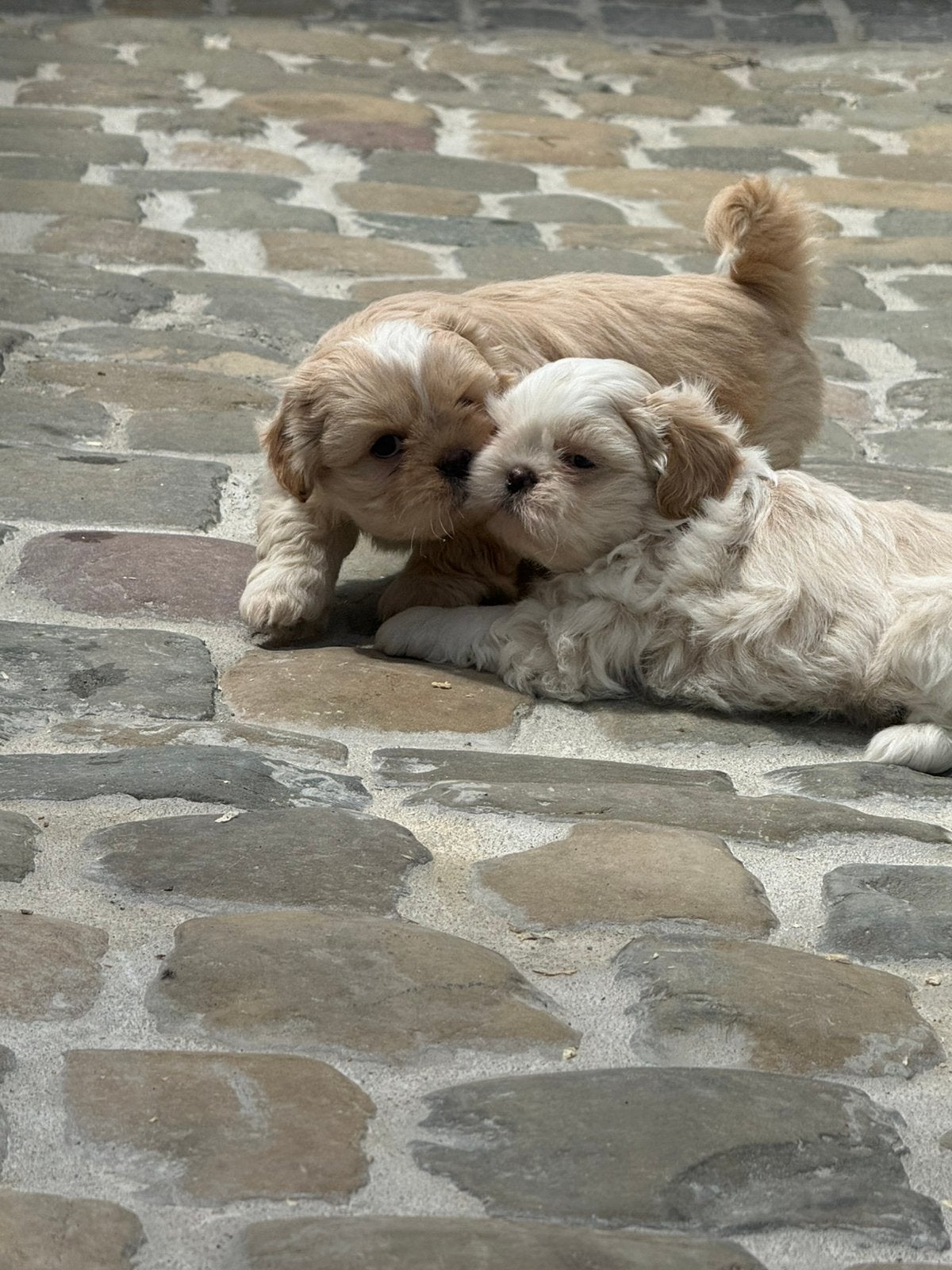 Chiots Lhassa apso, Autres races, Plusieurs, Hépatite contagieuse (maladie de Rubarth), Belgique