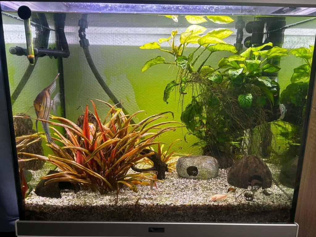 Aquarium, Dieren en Toebehoren, Vissen | Aquaria en Toebehoren, Ophalen, Inclusief vissen, Gebruikt, Gevuld zoetwateraquarium