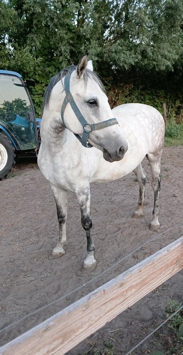 Prachtig drachtige merrie, Animaux & Accessoires, Avec puce électronique, Débourré, Moins de 160 cm, Cheval de récréation