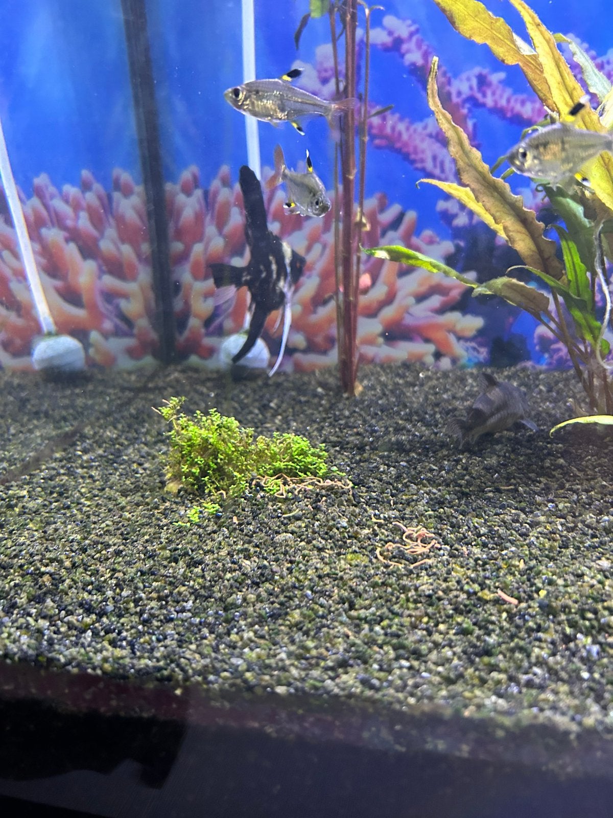Aquarium vissen, Poisson, Poisson d'eau douce